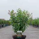 Ceanothus pallidus MARIE ROSE cont. 10L 60/+ cm +ф
