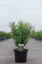 Ceanothus pallidus MARIE ROSE cont. 10L 60/+ cm +p