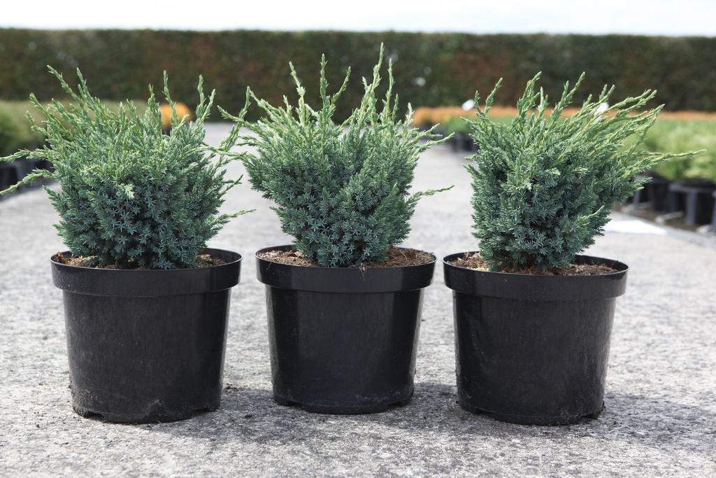 Juniperus squamata 'Blue Compact' cont. 7,5L 40-50 cm