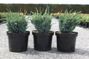 Juniperus squamata 'Blue Compact' cont. 7,5L 40-50 cm