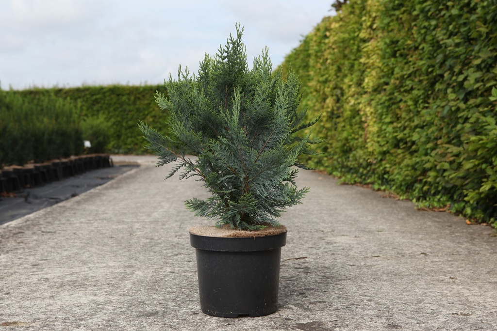 [P] Chamaecyparis lawsoniana 'White Spot' cont. 7,5L 30-40 cm