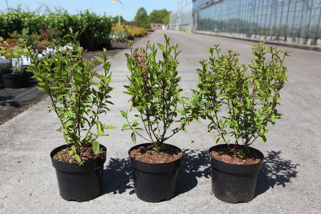 Ceanothus pallidus MARIE ROSE cont. 3,6L 40-50 cm +ф