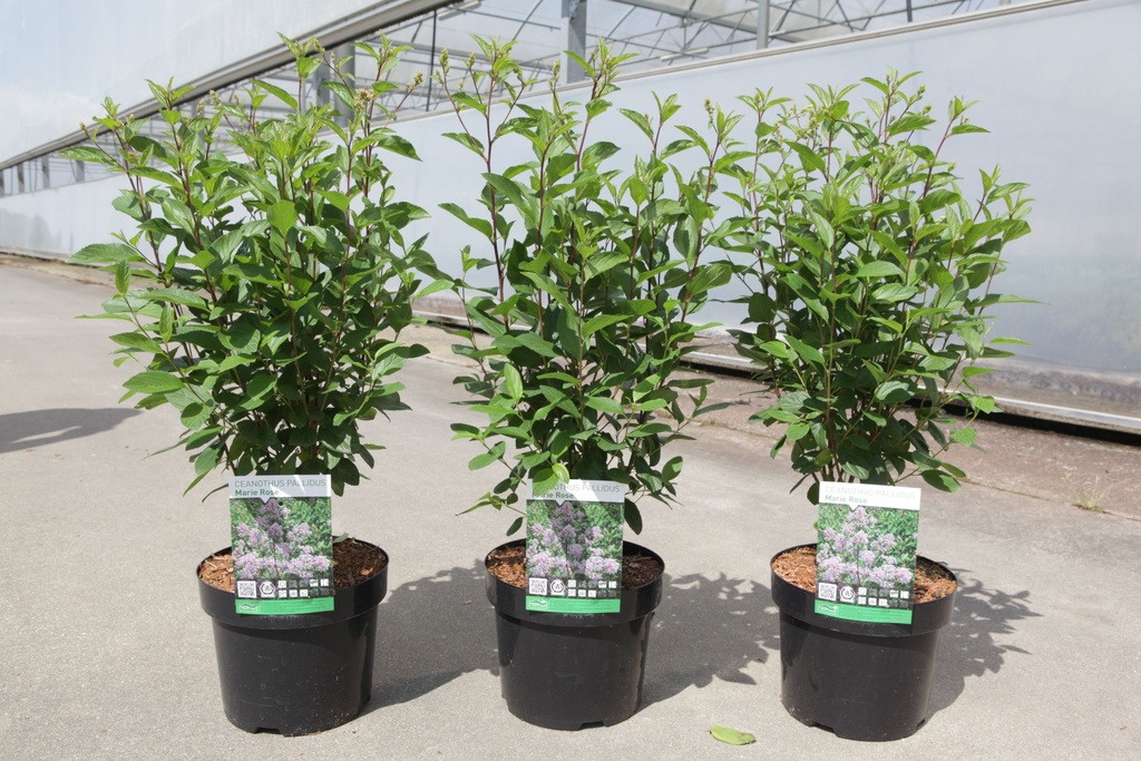 Ceanothus pallidus MARIE ROSE cont. 3,6L 40-50 cm +ф