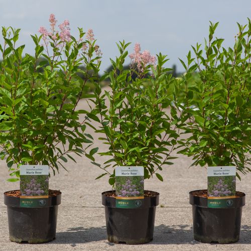 Ceanothus pallidus MARIE ROSE cont. 3,6L 40-50 cm +p