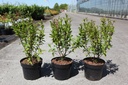 Ceanothus pallidus MARIE ROSE cont. 3,6L 40-50 cm +ф