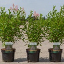 Ceanothus pallidus MARIE ROSE cont. 3,6L 40-50 cm +B