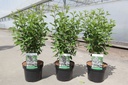 Ceanothus pallidus MARIE ROSE cont. 3,6L 40-50 cm +p