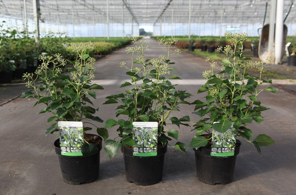 [P] Hedera helix 'Arborescens' cont. 3,6L 30-40 cm +p