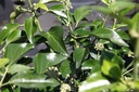 Hedera helix 'Arborescens' cont. 3,6L 30-40 cm +p