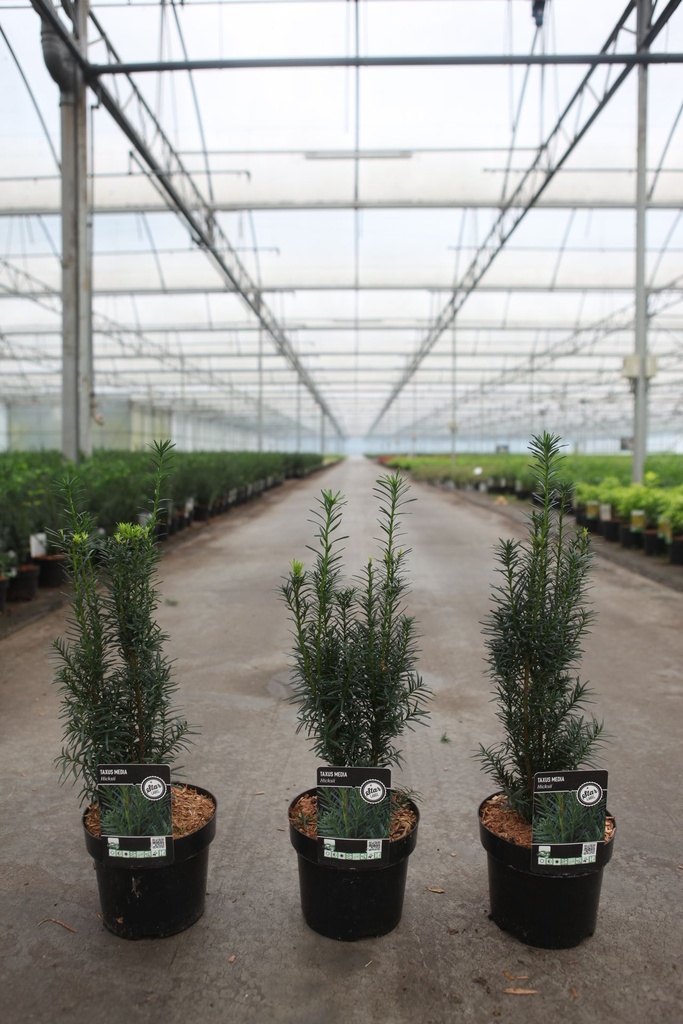 [P] Taxus media 'Hicksii' cont. 3L 30-40 cm +B