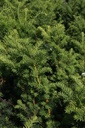 Taxus media 'Hicksii' cont. 3L 30-40 cm +p