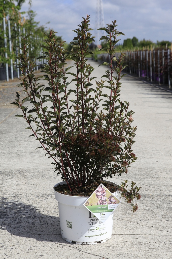 Physocarpus opulifolius Proven Winners® TINY WINE (PBR) cont. 10L deco 60-80 cm +p