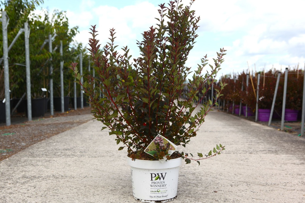 [P] Physocarpus opulifolius Proven Winners® TINY WINE (PBR) cont. 10L deco 60-80 cm +p