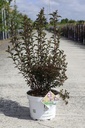 Physocarpus opulifolius Proven Winners® TINY WINE (PBR) cont. 10L deco 60-80 cm +p