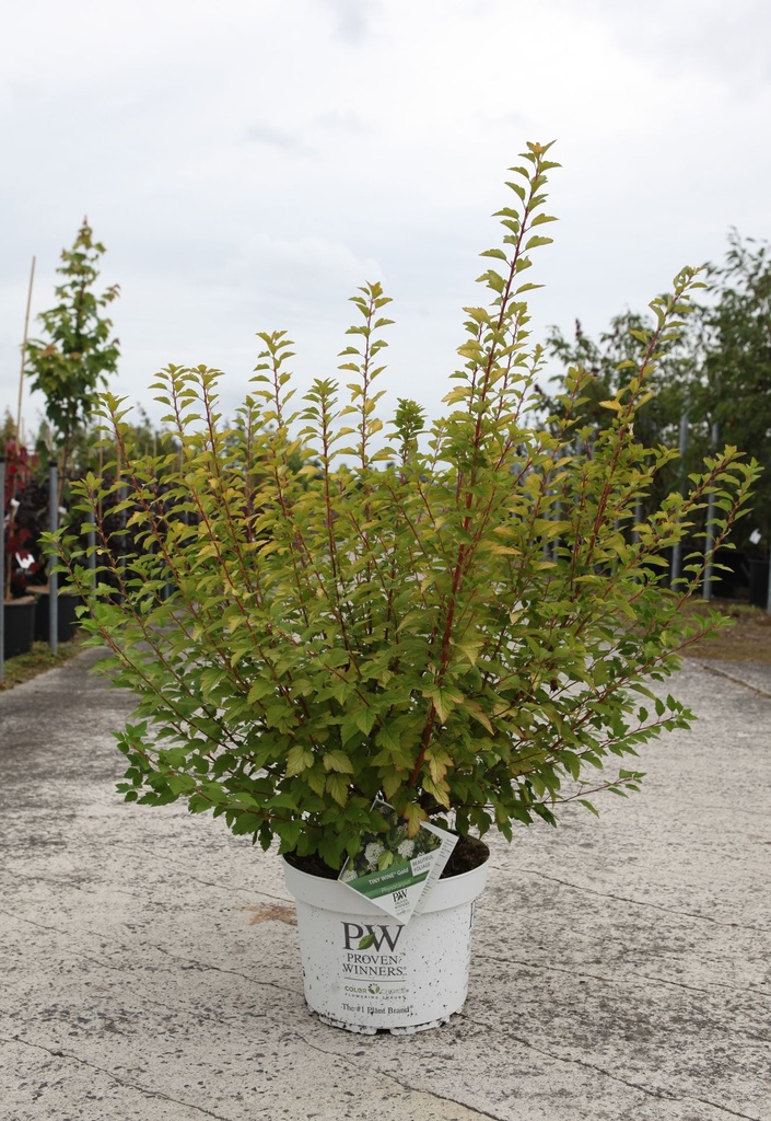 [P] Physocarpus opulifolius Proven Winners® TINY WINE GOLD (PBR) cont. 10L deco 60-80 cm +p