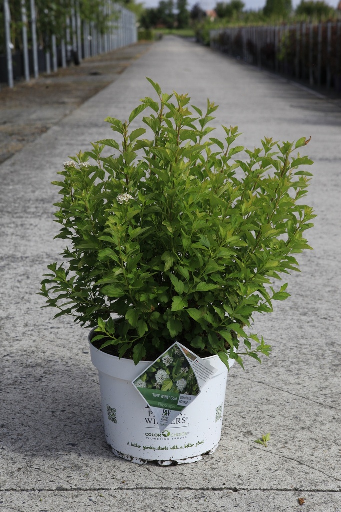 Physocarpus opulifolius Proven Winners® TINY WINE GOLD (PBR) cont. 10L deco 60-80 cm +p