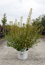 Physocarpus opulifolius Proven Winners® TINY WINE GOLD (PBR) cont. 10L deco 60-80 cm +ф