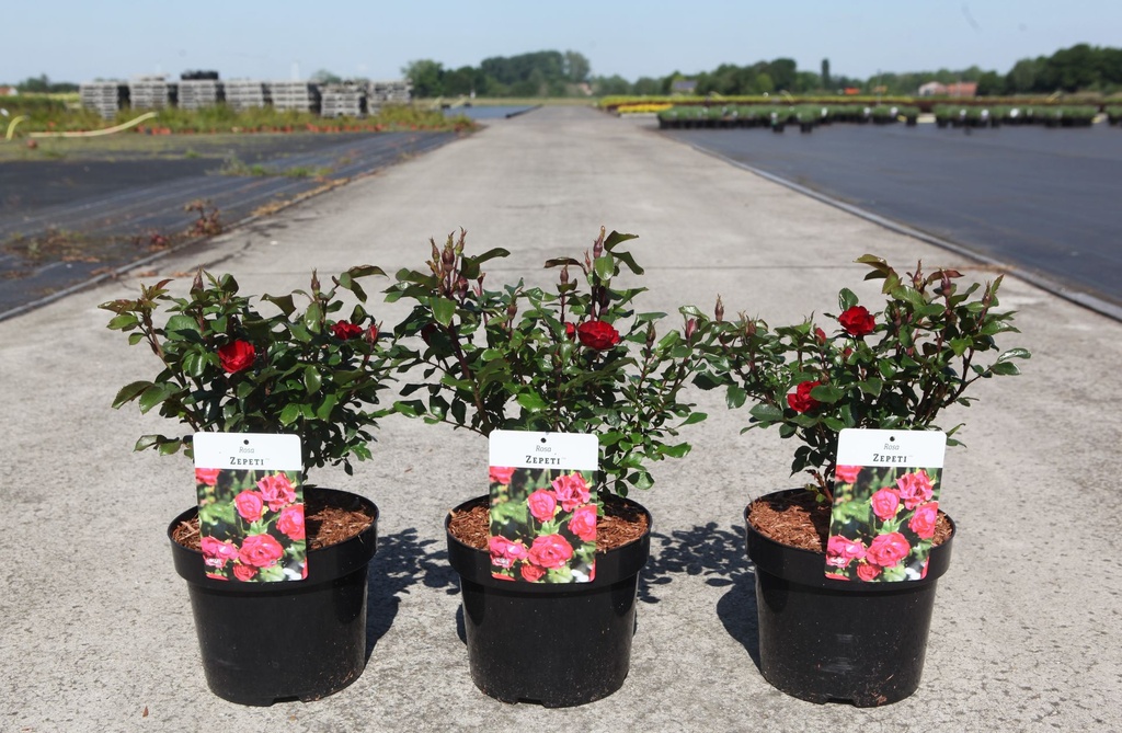 Rosa ZEPETI (PBR) cont. 3,6L +ф