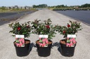 Rosa ZEPETI (PBR) cont. 3,6L +B