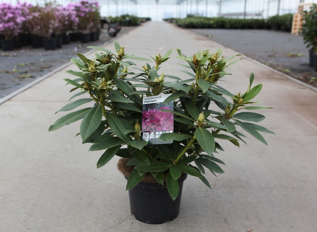 [P] Rhododendron (P) 'Polarnacht' cont. 5L 30-40 cm +B
