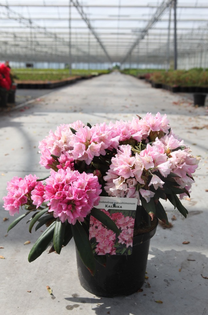 Rhododendron (Y) 'Kalinka' cont. 5L 30-40 cm +f