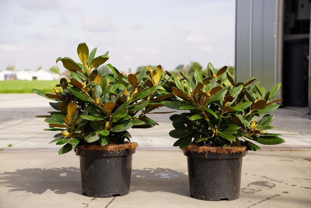[P] Rhododendron (Y) 'Silberwolke' kont. 5L 30-40 cm +f