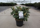 Rhododendron (Y) 'Silberwolke' cont. 5L 30-40 cm +f