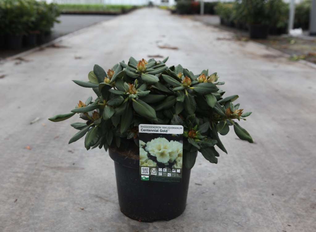 Rhododendron (Y) 'Centennial Gold' (PBR) cont. 5L 30-40 cm (yellow) +p