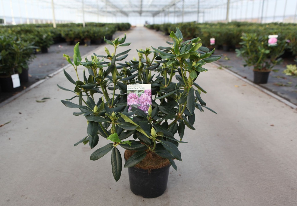 [P] Rhododendron 'Lee's Dark Purple' cont. 5L 40-50 cm (violett) +B