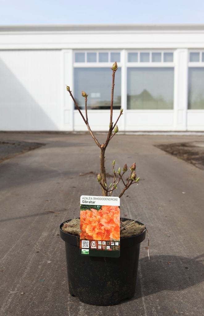 Rhododendron (AK) 'Gibraltar' cont. 5L 40-50 cm +p