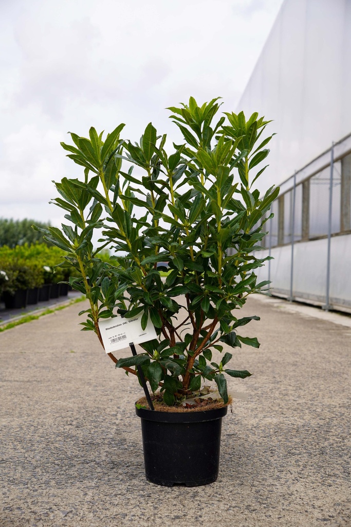 [P] Rhododendron (AK) 'Gibraltar' cont. 5L 40-50 cm +p