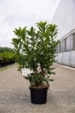 Rhododendron (AK) 'Gibraltar' Kont. 5L 40-50 cm +B