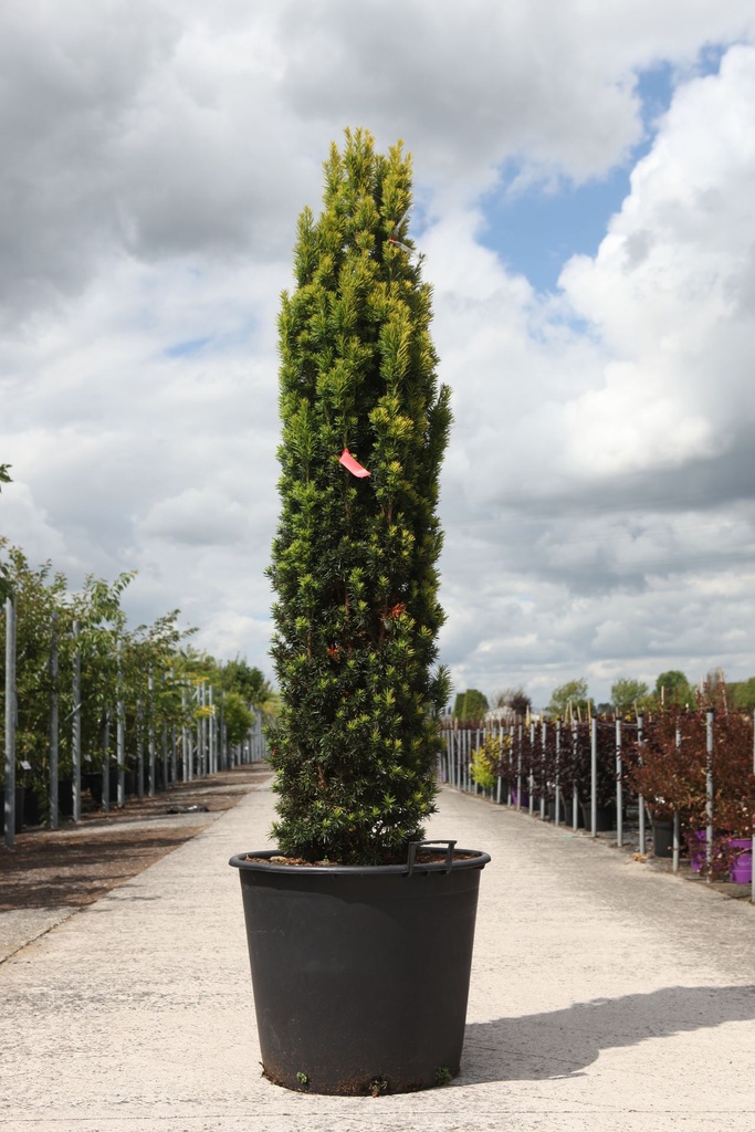 [P] Taxus baccata 'Fastigiata Aurea' cont. 90L 175/+ cm