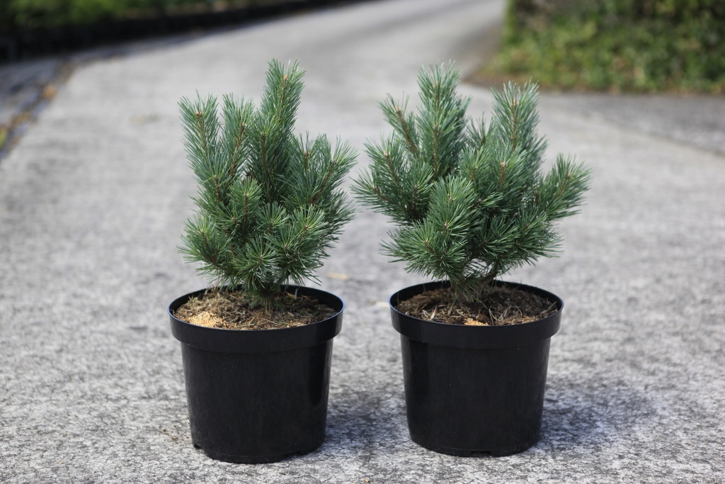 Pinus sylvestris 'Watereri' cont. 7,5L 30-40 cm