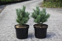 Pinus sylvestris 'Watereri' cont. 7,5L 30-40 cm