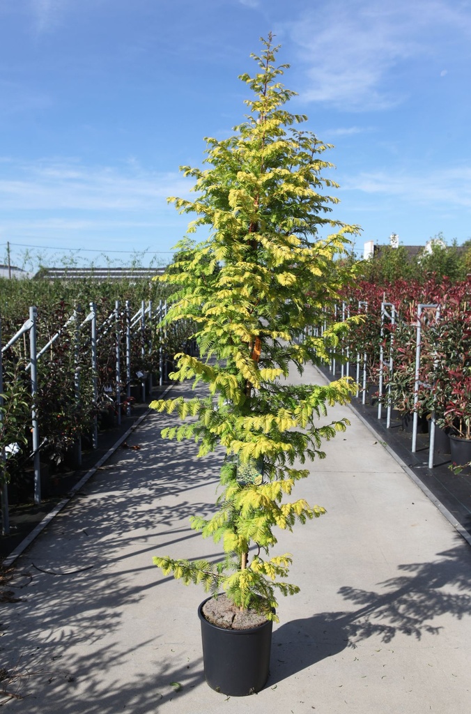 [P] Metasequoia glyptostroboides AMBER GLOW (PBR) cont. 18L 125/+ cm