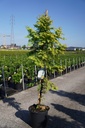 Metasequoia glyptostroboides AMBER GLOW (PBR) cont. 18L 125/+ cm