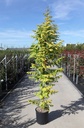 Metasequoia glyptostroboides AMBER GLOW (PBR) cont. 18L 125/+ cm