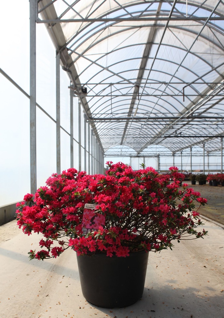 [P] Rhododendron (AJ) 'Toreador' cont. 30L 80/+ cm +B