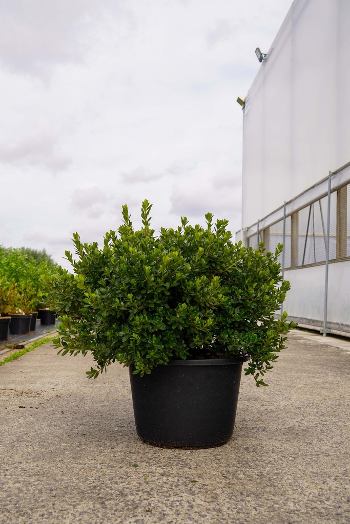 Rhododendron (AJ) 'Toreador' cont. 30L 80/+ cm +f