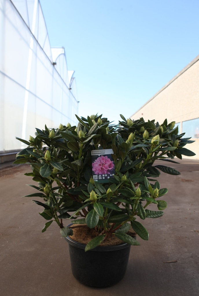 [P] Rhododendron 'Cosmopolitan' cont. 18L 80/+ cm +B