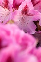 Rhododendron 'Cosmopolitan' cont. 18L 80/+ cm +ф