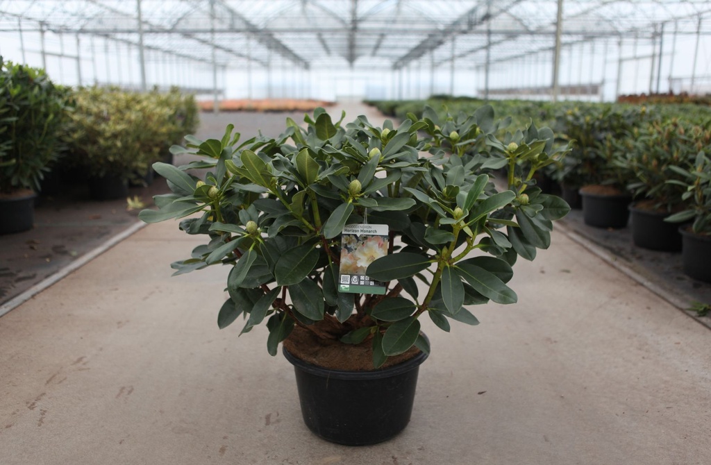 [P] Rhododendron 'Horizon Monarch' cont. 18L 80/+ cm +B
