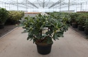 Rhododendron 'Horizon Monarch' cont. 18L 80/+ cm +f