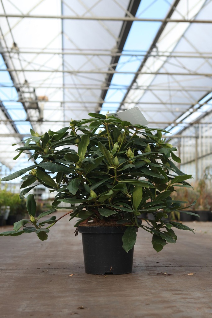 [P] Rhododendron 'Marcel Menard' cont. 18L 80/+ cm +B