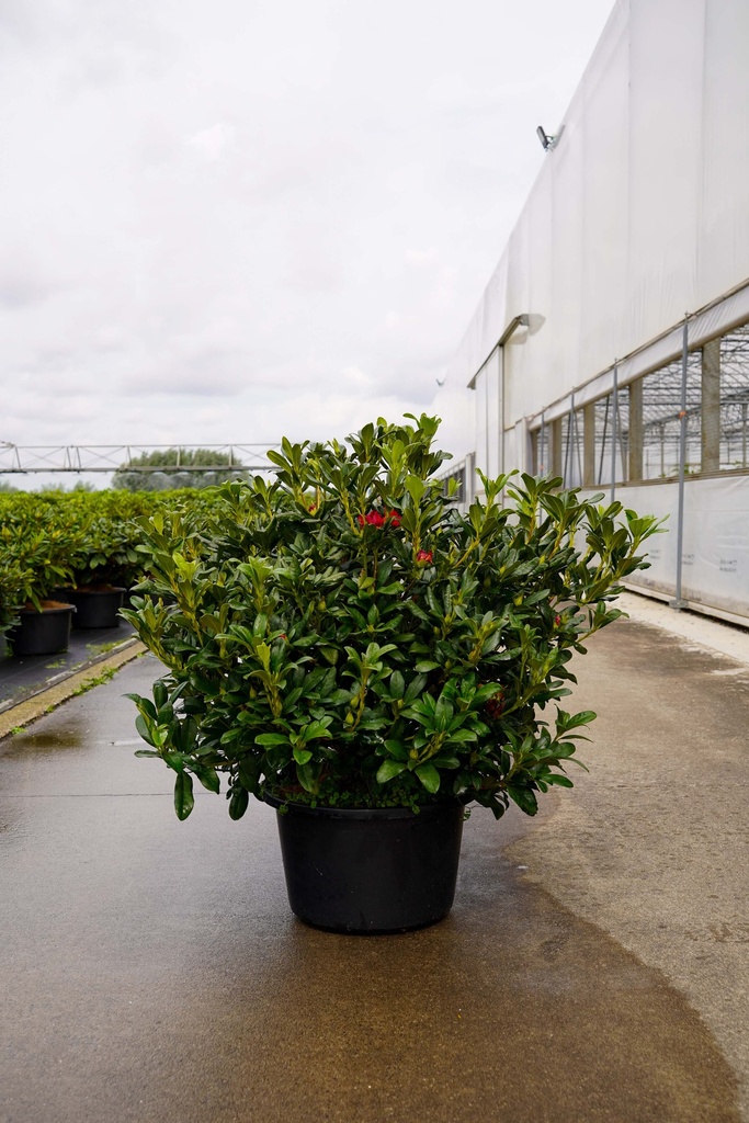 [P] Rhododendron 'Nova Zembla' cont. 18L 80/+ cm +ф