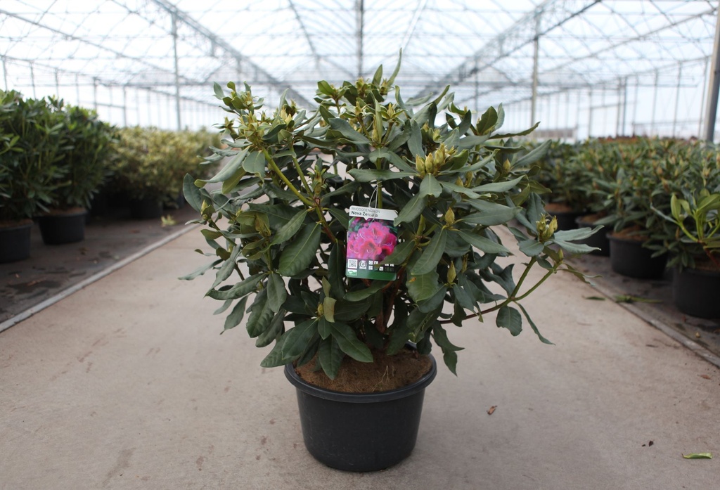 [P] Rhododendron 'Nova Zembla' cont. 18L 80/+ cm +B