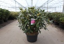 Rhododendron 'Nova Zembla' cont. 18L 80/+ cm +B
