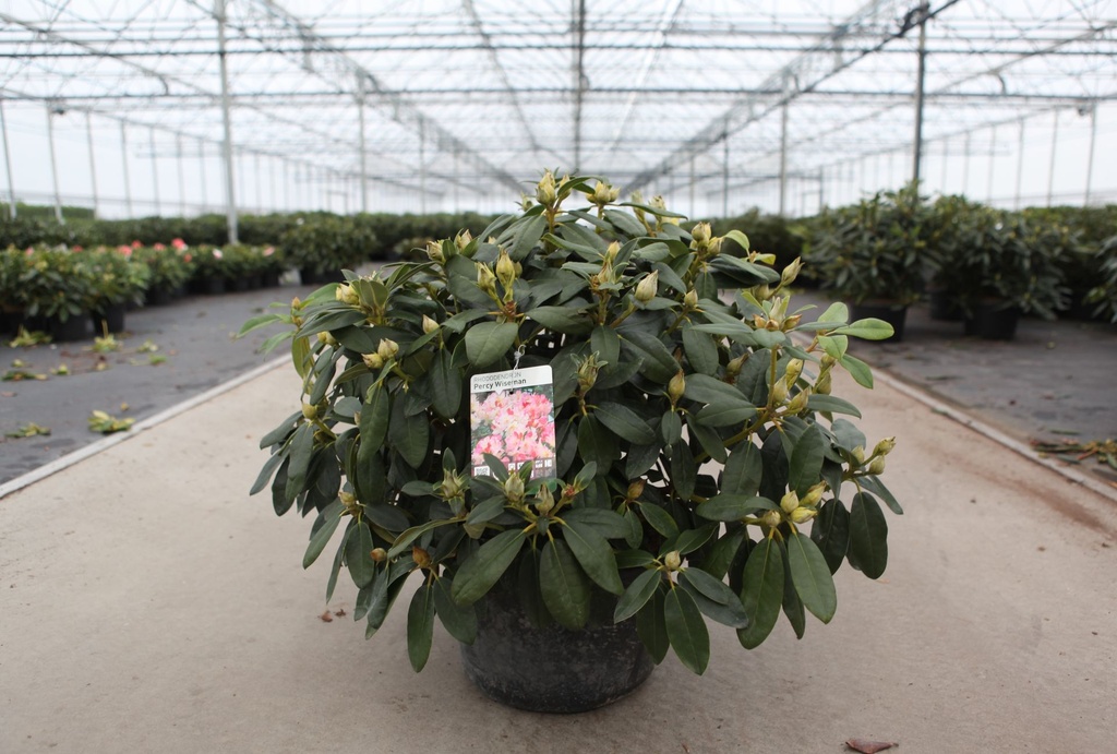 [P] Rhododendron 'Percy Wiseman' cont. 18L 70-80 cm +B