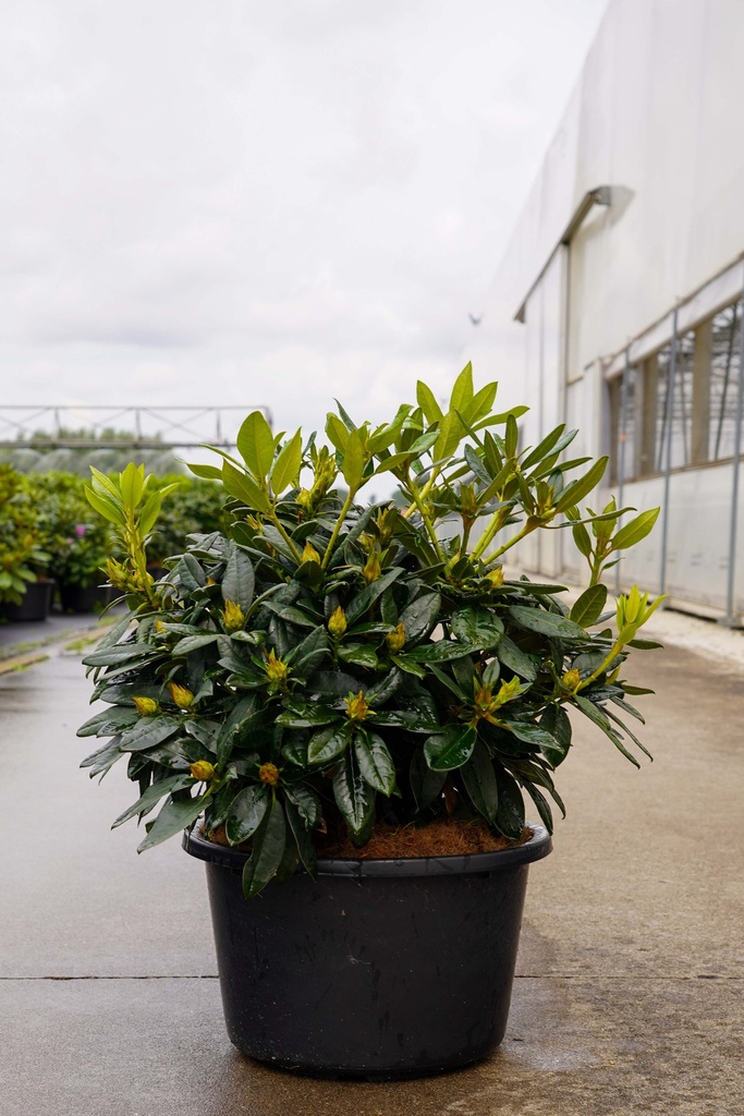 [P] Rhododendron 'Percy Wiseman' cont. 18L 70-80 cm +p